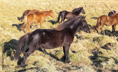 Icelandic horses on a grass field © EvrenKalinbacak