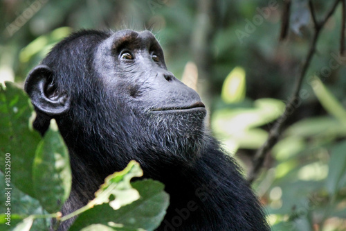 Fototapeta Common Chimpanzee - Scientific name- Pan troglodytes schweinfurtii portrait at K
