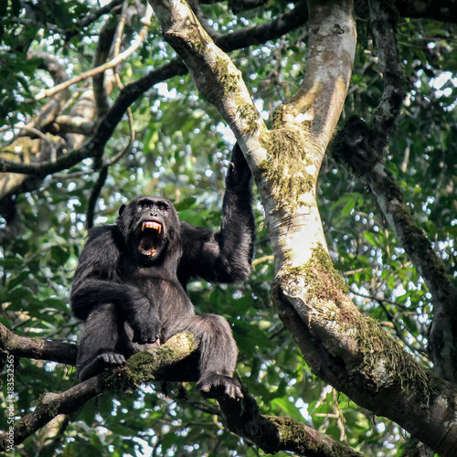 Common Chimpanzee - Scientific name- Pan troglodytes schweinfurtii sitting high up in a tree exposing its teeth in Kibale Forest National Park, Rwenzori Mountains, Uganda, Africa photo