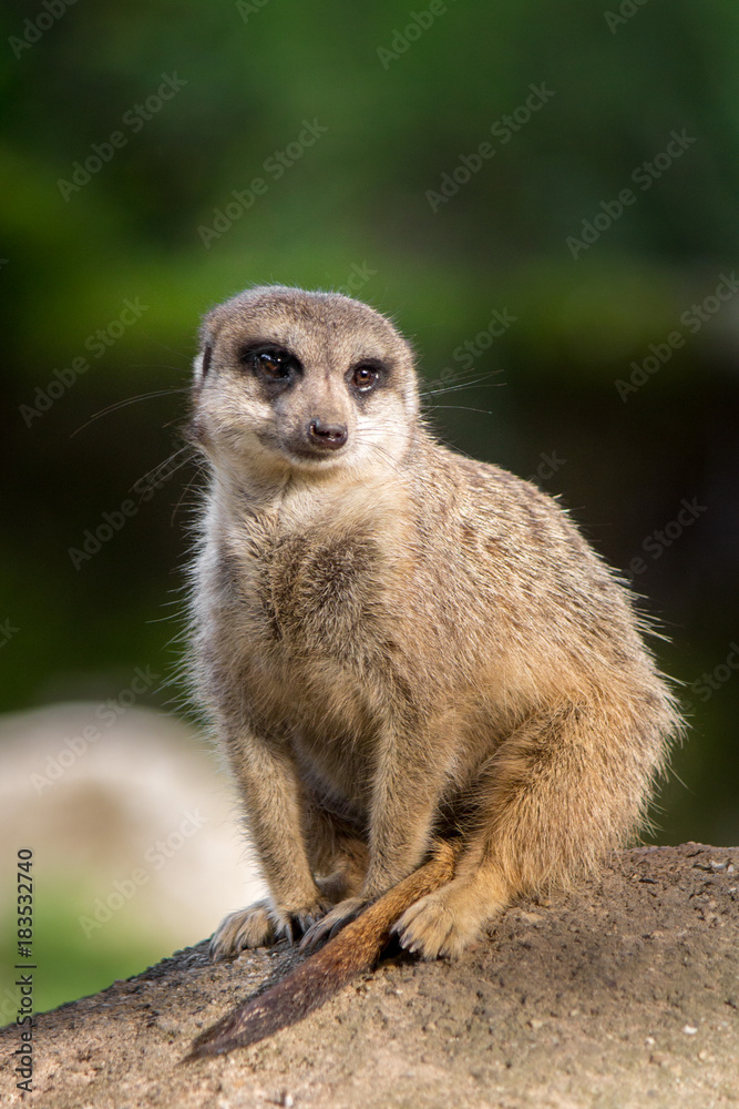 Cute Meerkat Cute Meerkat