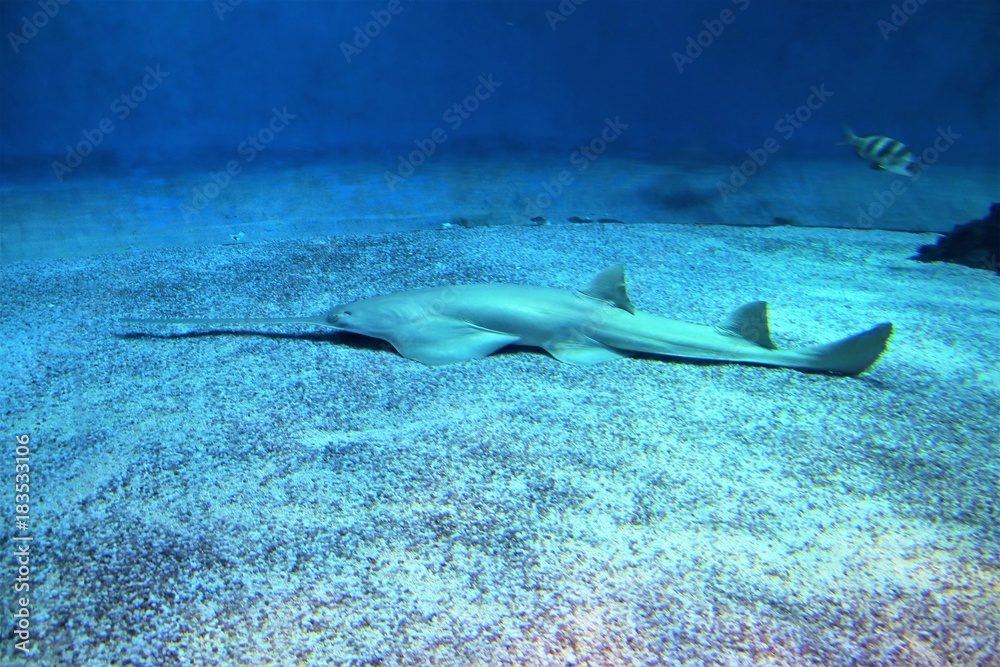 Fototapeta premium animali squalo delfino pesce acqua mare oceano acquario azzurro nuotare sott'acqua