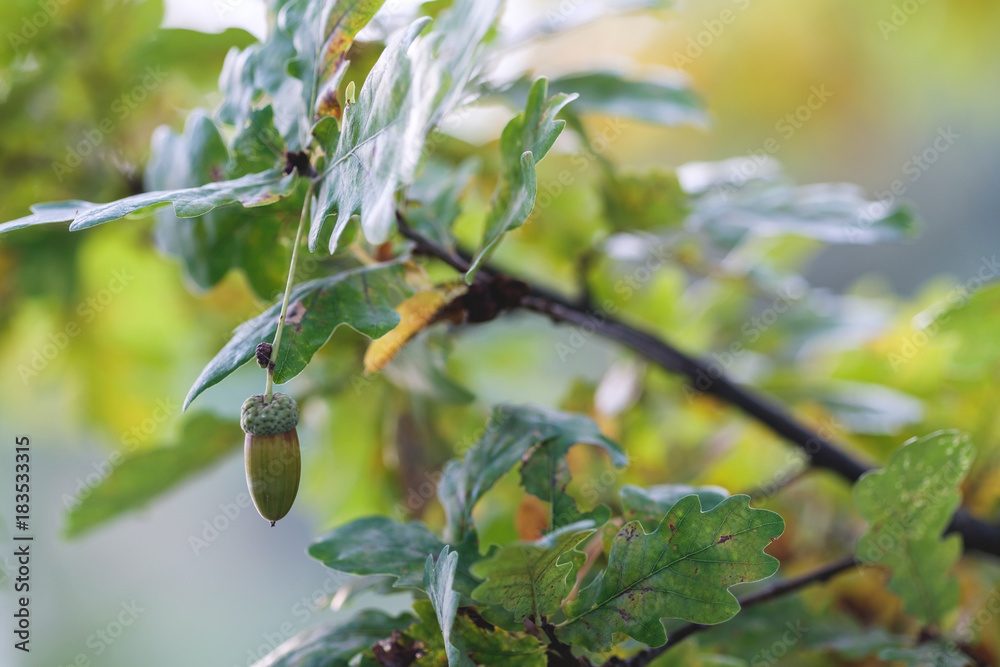 Oak branch on which the acorn hangs. Autumn leaves. Oak branch on which the acorn hangs. Autumn leaves.