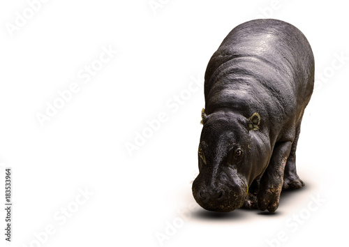 Isolated Pygmee Hippo on White Background Studio Shot Animal photo