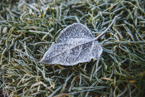 Close-up photograph of ice and frost on grass and leaves on a cold foggy winter morning in Poland