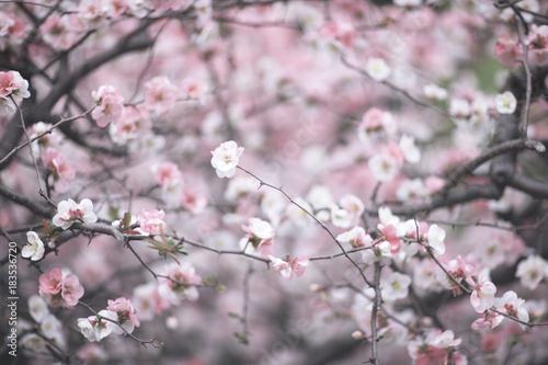 Obraz Gałęzie kwitnących kwiatów wiśni na tle nieba w parku. Japonia
