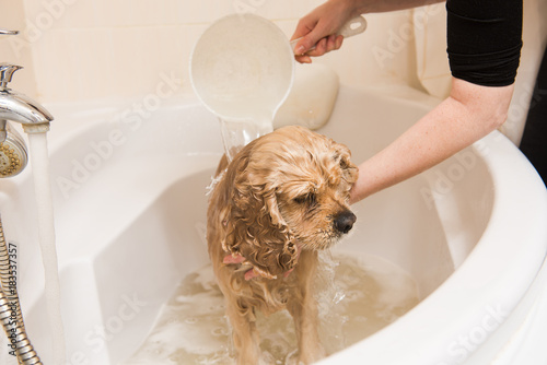 Fototapeta Naklejka Na Ścianę i Meble -  Woman washes american cocker spaniel with foam and water