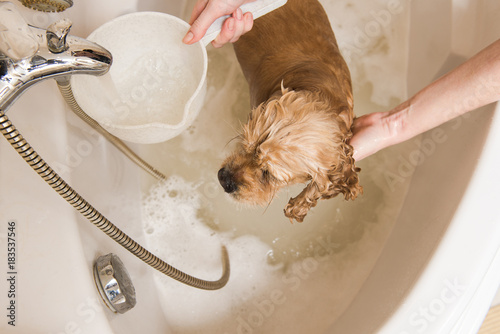 Fototapeta Naklejka Na Ścianę i Meble -  Grumer washes the dog with foam and water. Woman washes foam from American cocker spaniel. View from above.