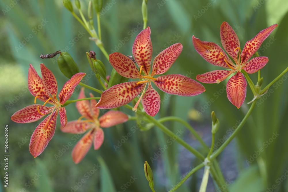 Blackberry lily (Iris domestica). Called Leopard lily and Leopard flower also. Synonym: Belamcanda chinensis Blackberry lily (Iris domestica). Called Leopard lily and Leopard flower also. Synonym: Belamcanda chinensis