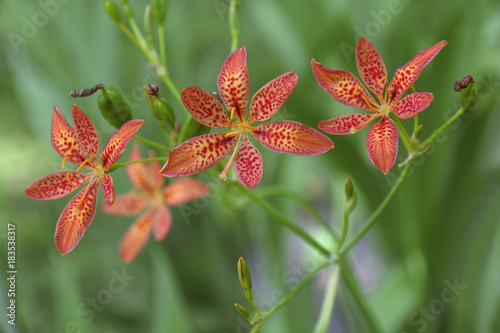 Blackberry lily  Iris domestica . Called Leopard lily and Leopard flower also. Synonym  Belamcanda chinensis