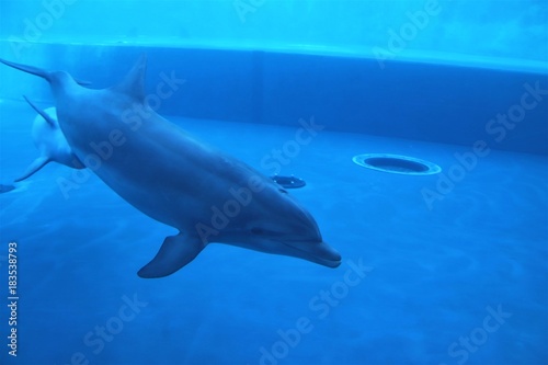 animale delfino pesce mare acqua acquario azzurro oceano nuotare © FERRUCCIO