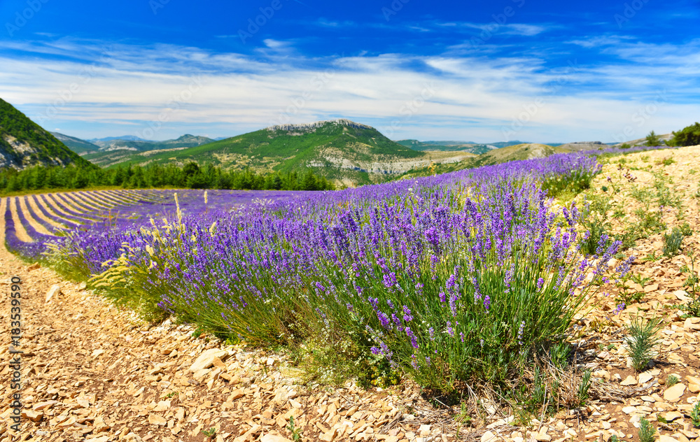 Obraz premium Widok na pole lawendy