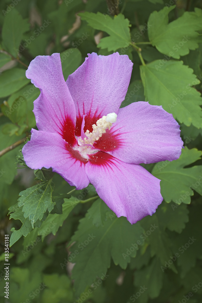 Rose of Sharon (Hibiscus syriacus). Called Syrian ketmia and Rose mallow also Rose of Sharon (Hibiscus syriacus). Called Syrian ketmia and Rose mallow also