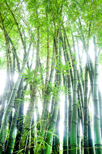 Green tall bamboo canes with leaves and white light shining through from behind