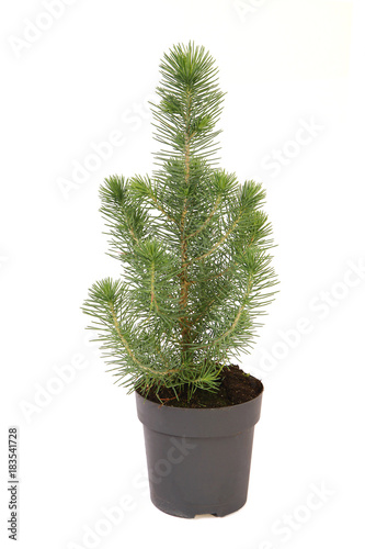Pinus pinea siver crest