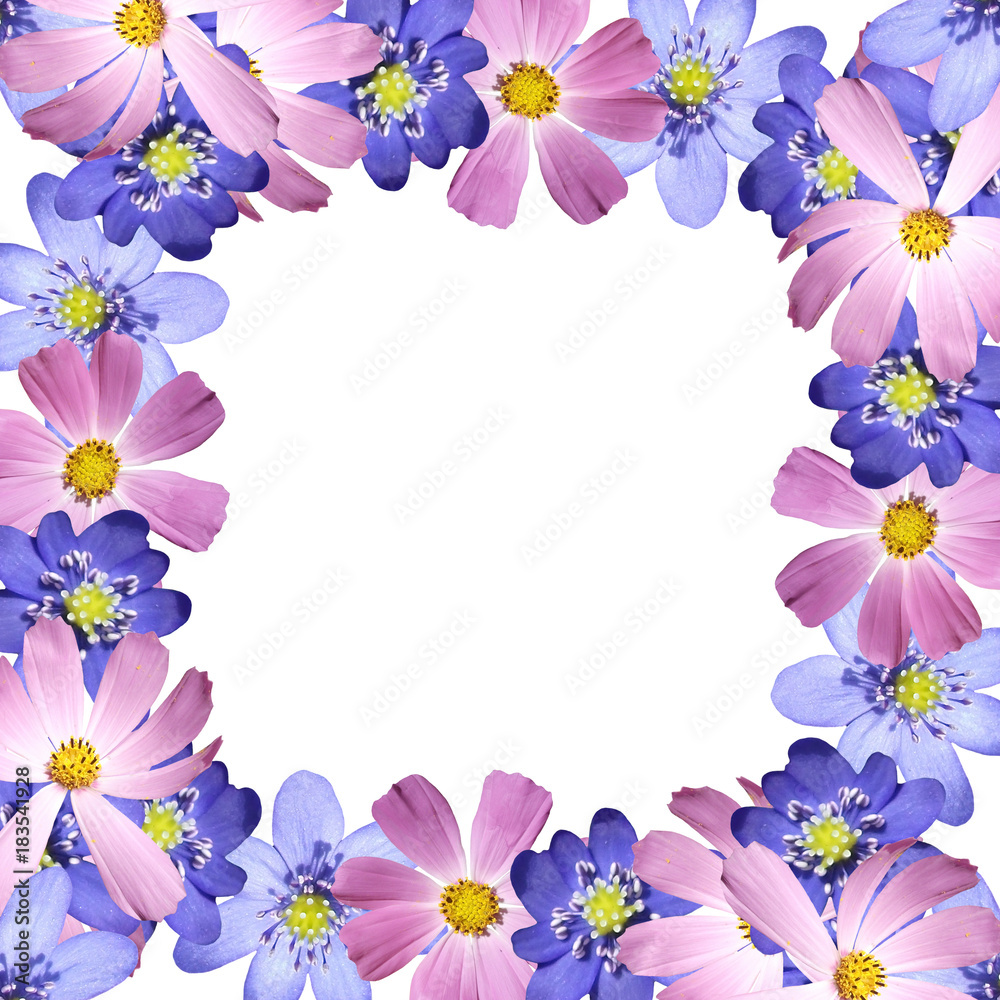 Beautiful floral background with cosmos and liverworts 