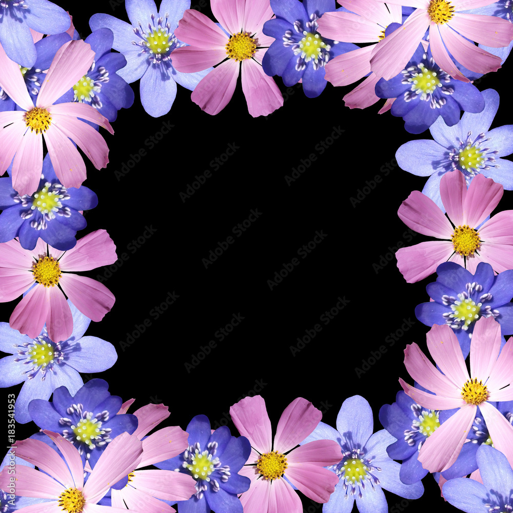 Beautiful floral background with cosmos and liverworts 