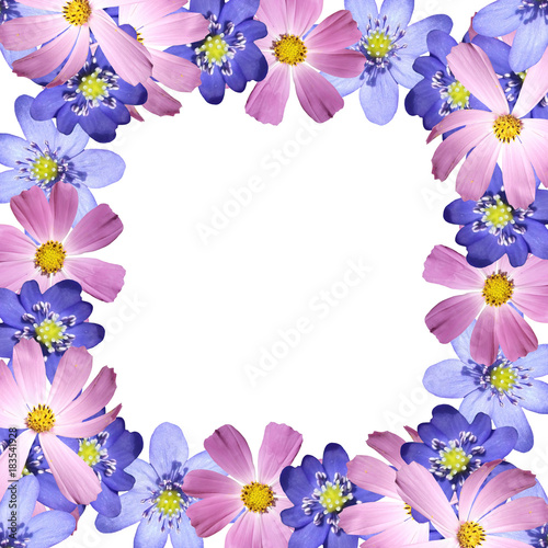 Beautiful floral background with cosmos and liverworts 