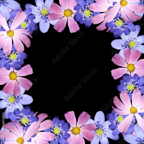 Beautiful floral background with cosmos and liverworts 