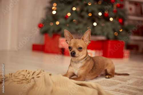 Small dog in cozy home interior with Christmas tree and bunch of festive boxes. New year of the dog. © olyapon