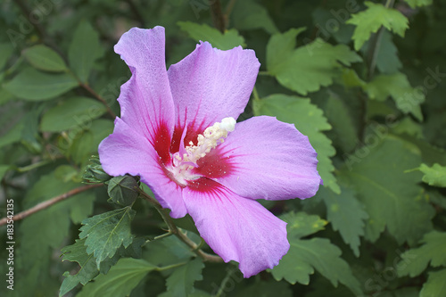 Rose of Sharon (Hibiscus syriacus). Called Syrian ketmia and Rose mallow also