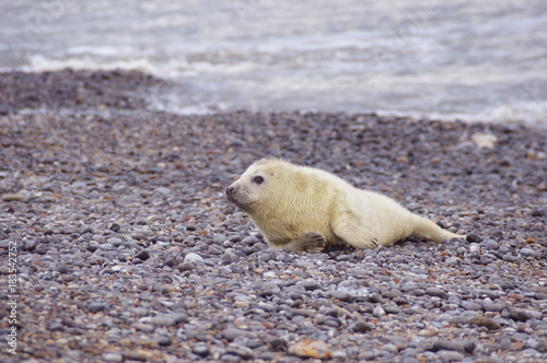 Seal pup on pebble