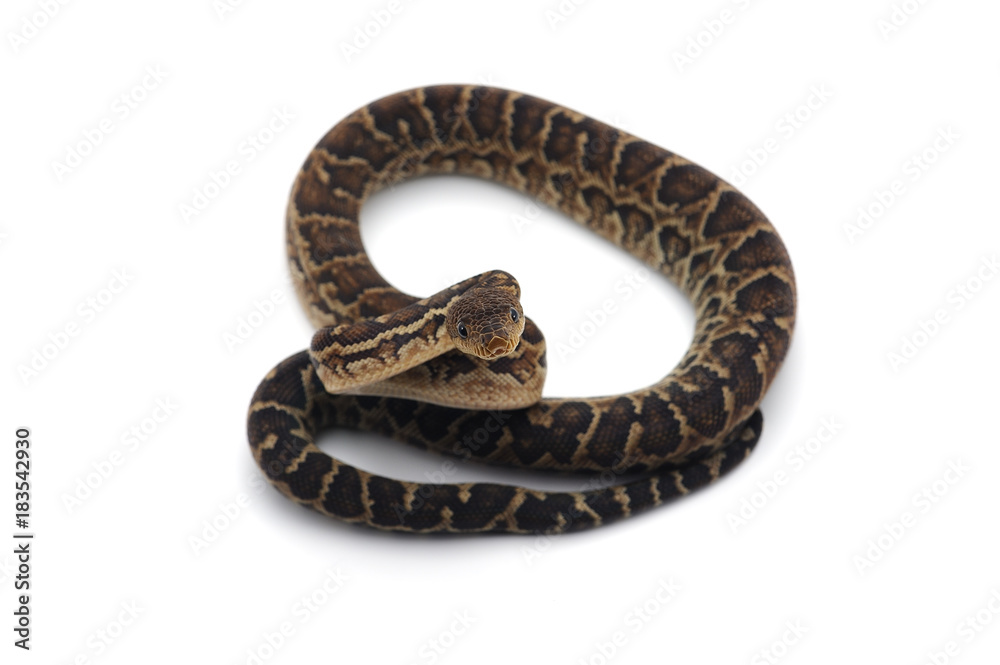 Cuban tree boa isolated on white background Cuban tree boa isolated on white background