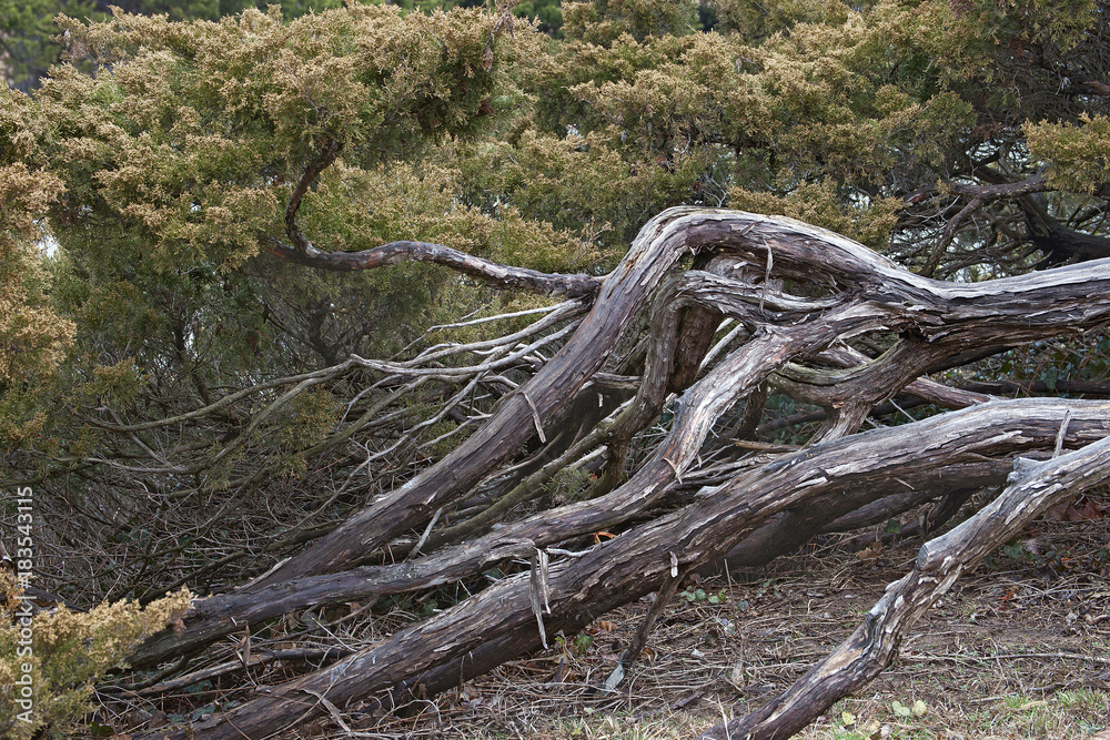 Savin juniper (Juniperus sabina). Called Savin also