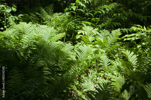 Green fern for a natural background or texture