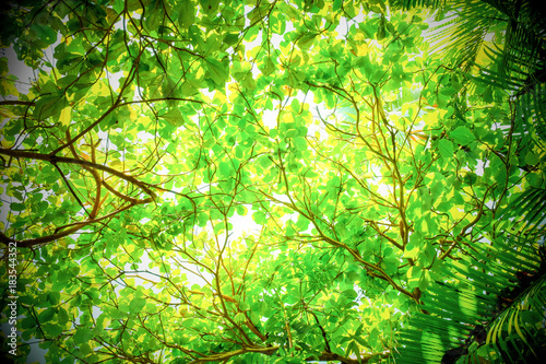 A green canapy of tropical plants foliage viewpoint is looking upwards with green textures and shapes of the tropical plants with the sky behind 