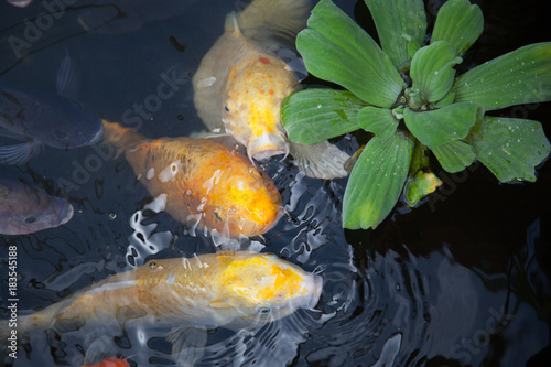 Koi outdoors with plants in water