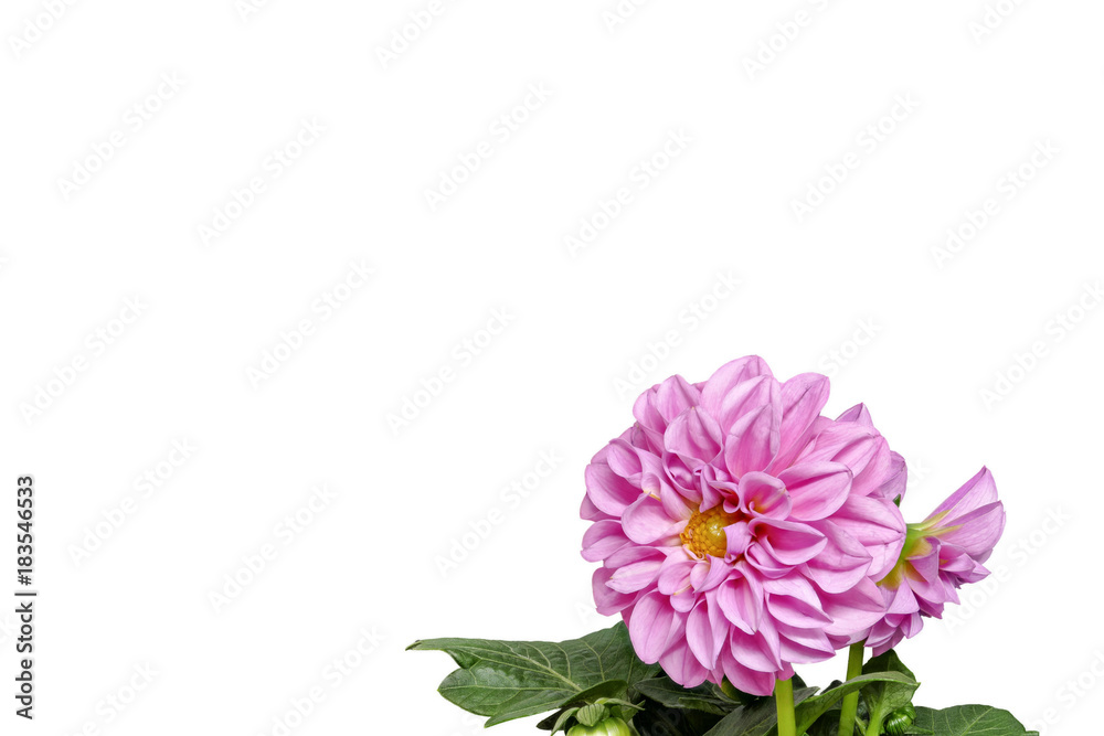 Dahlia from the front and with leaves on a white background, small, right