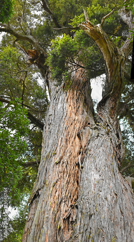 Thousand Year Old Mills Totara Tree at Peel Forest NZ