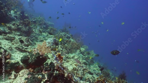 Wallpaper Mural Fish and coral reef. Dive, underwater world, corals and tropical fish. Bali,Indonesia. Diving and snorkeling in the tropical sea. Wonderful and beautiful underwater world with corals and tropical fish Torontodigital.ca