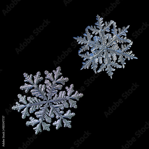 Two snowflakes isolated on black background. Macro photo of real snow crystals: elegant stellar dendrites with fine hexagonal symmetry, glossy relief surface and long, ornate arms with side branches. © Alexey Kljatov
