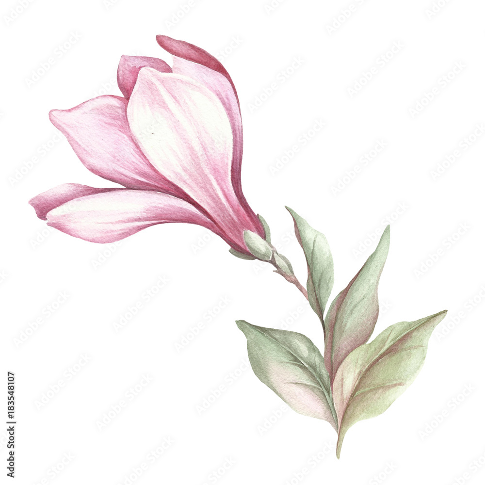Image of blooming magnolia branch. Watercolor illustration