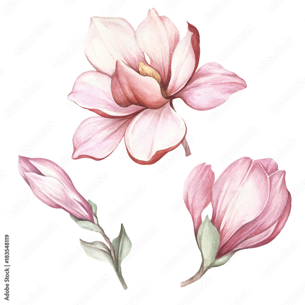 Set of blooming magnolia. Hand draw watercolor illustration. - obrazy, fototapety, plakaty 
