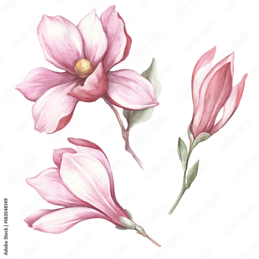 Fototapeta premium Set of blooming magnolia. Hand draw watercolor illustration.