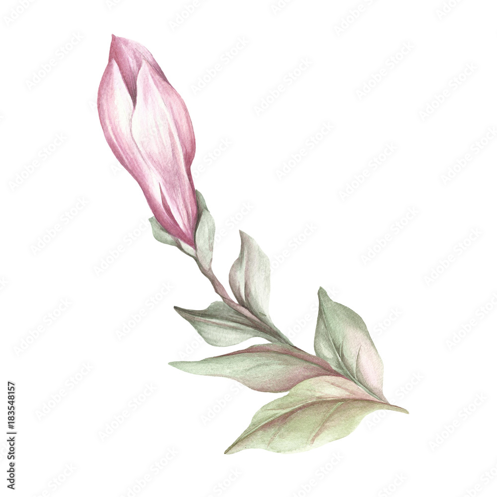 Obraz premium Image of blooming magnolia branch. Watercolor illustration