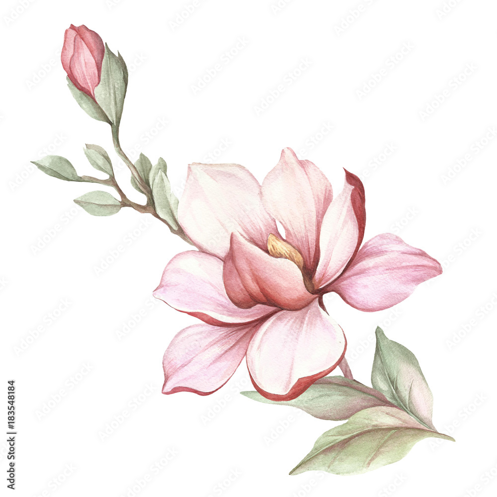 Obraz premium Wizerunek kwitnącej gałęzi magnolii. Akwarela ilustracja