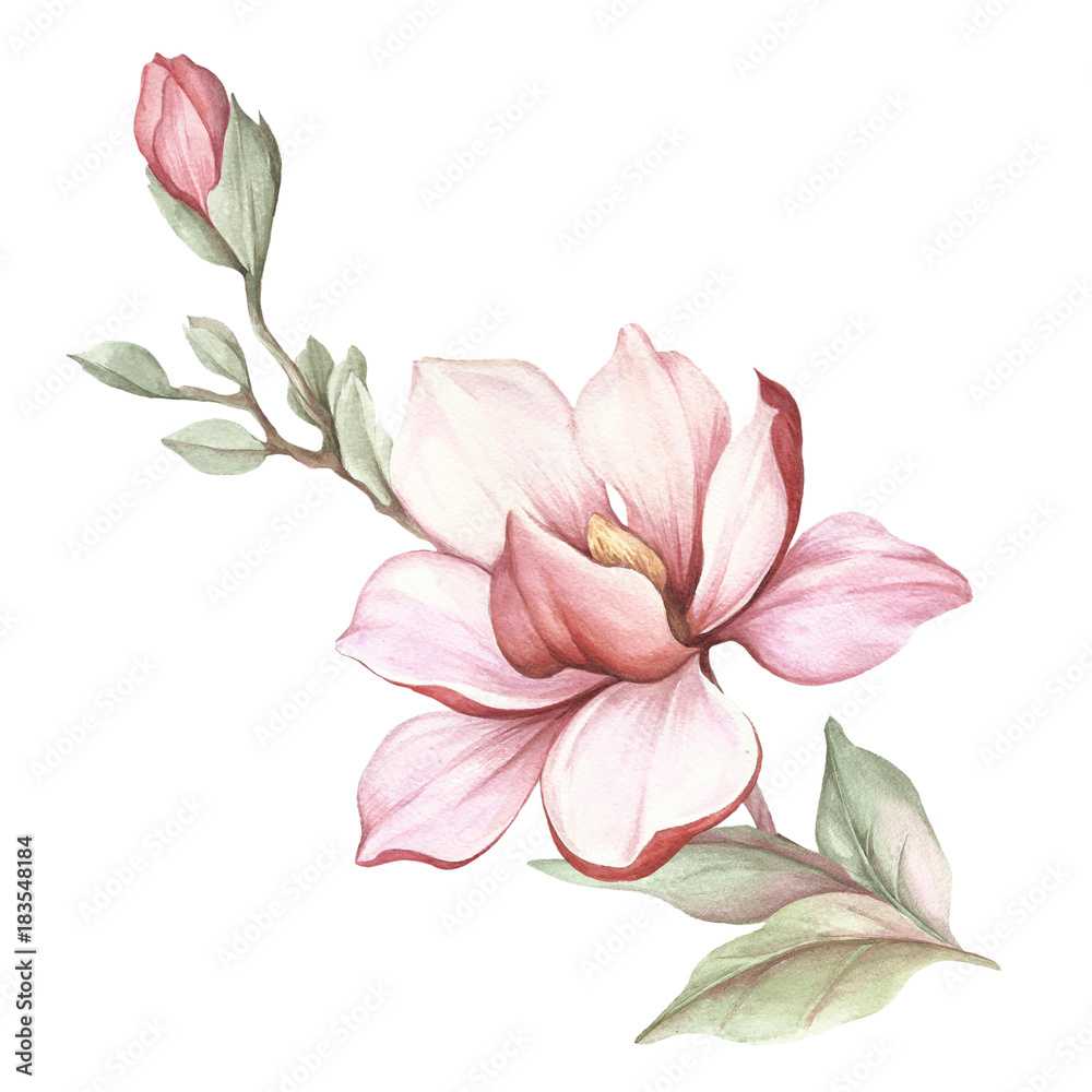 Image of blooming magnolia branch. Watercolor illustration Image of blooming magnolia branch. Watercolor illustration