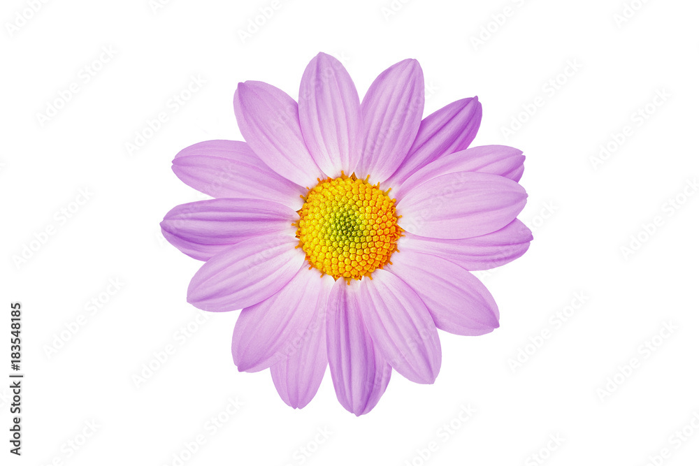 flower lilac daisy beautiful and gentle favorite flower lilac daisy beautiful and gentle favorite
