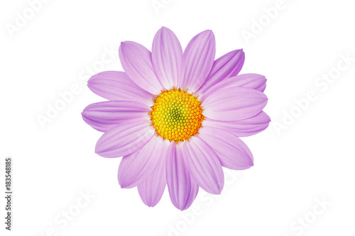 flower lilac daisy beautiful and gentle favorite
