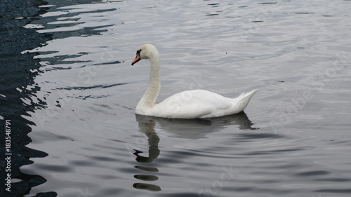 Swan swimming © Neuberg