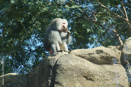 Hamadryas baboon male photo