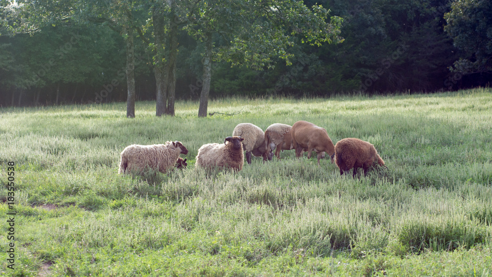 Flock of Sheep in Sunny, Grassy Meadow Flock of Sheep in Sunny, Grassy Meadow