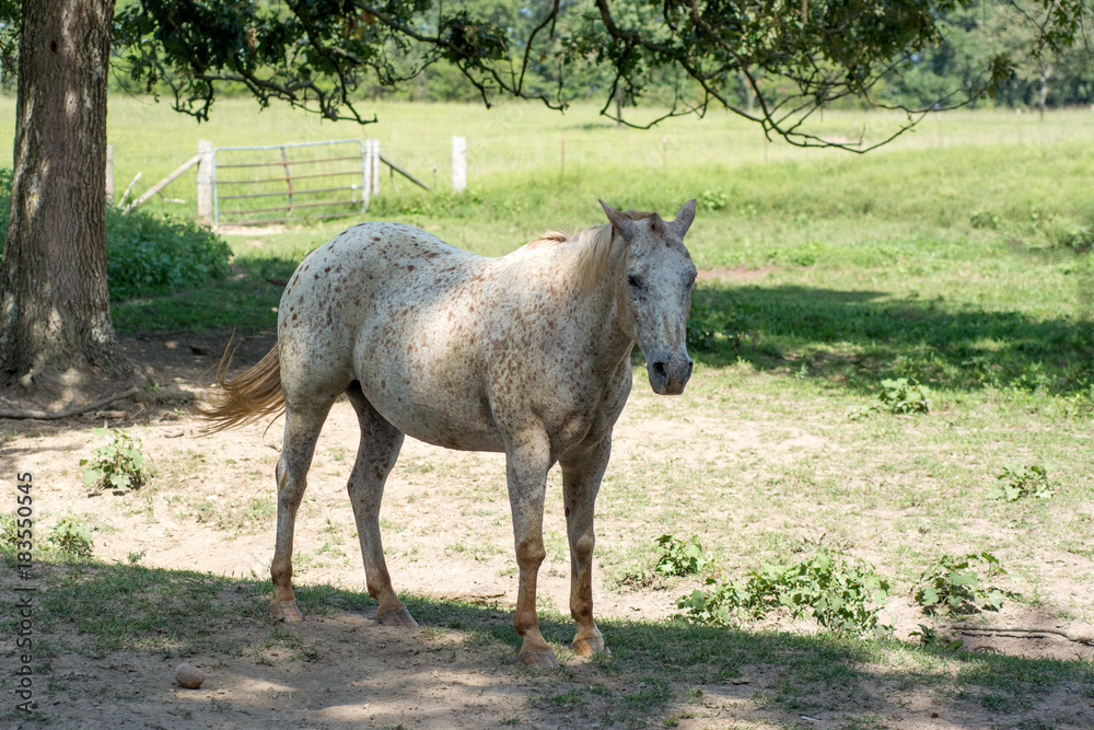 Fototapeta premium Horse (POA) Standing In the Shade in Grassy Paddock