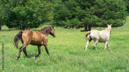 Two Horses Running In a Green Meadow