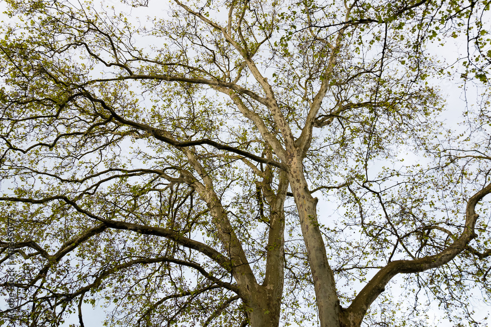 Canopy of sycamore trees, natural background Canopy of sycamore trees, natural background