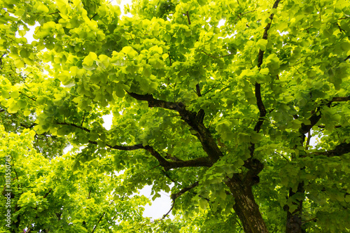 Canopy of  Ginkgo Biloba trees  natural background