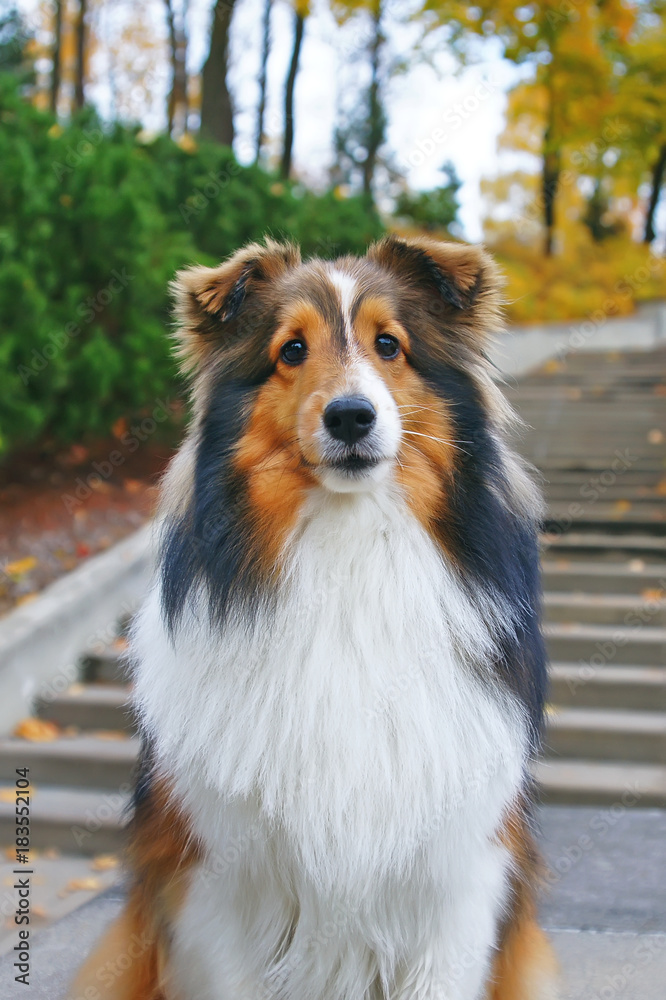 Obedient sable Sheltie dog sitting and posing near the concrete staircase in autumn park